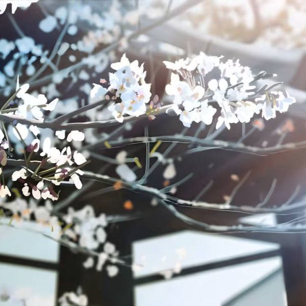 逆光中的白色花枝